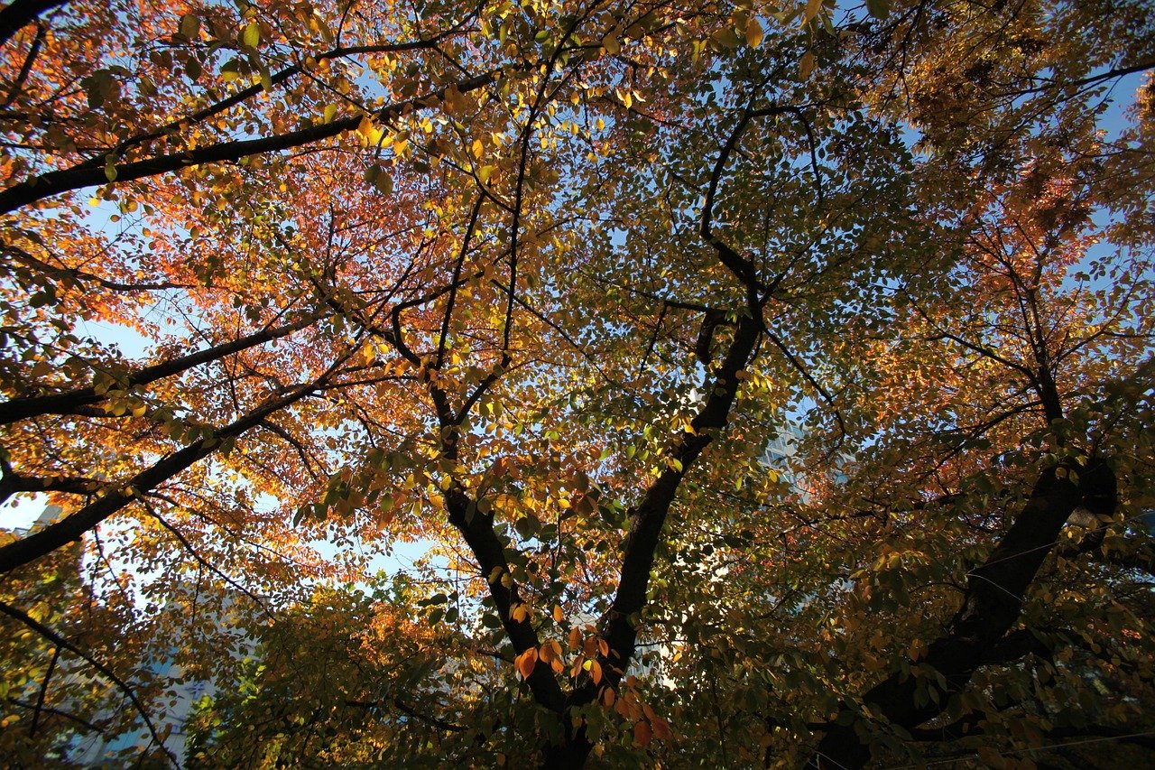 Autumn tree canopy over Seoul Forest with city buildings in the background