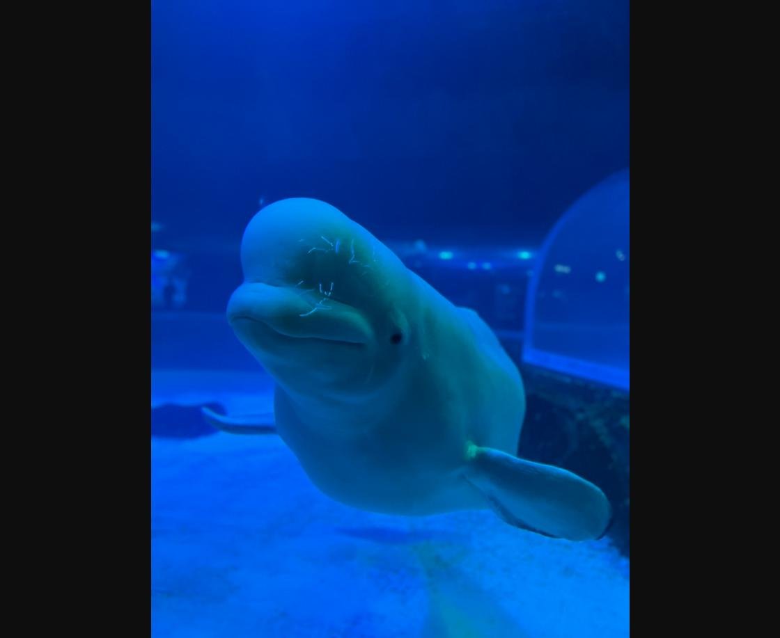 Beluga whale at Lotte World Tower Aquarium