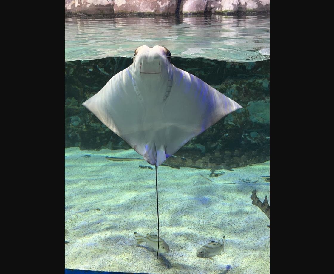 Spotted eagle ray near the surface of the ocean tank at Lotte World Tower Aquarium